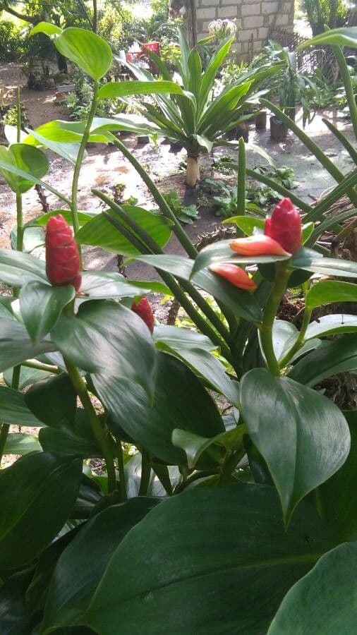 Costus 8