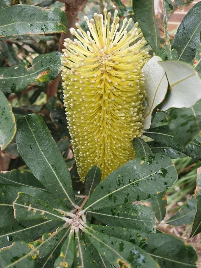 Banksia integrifolia 30