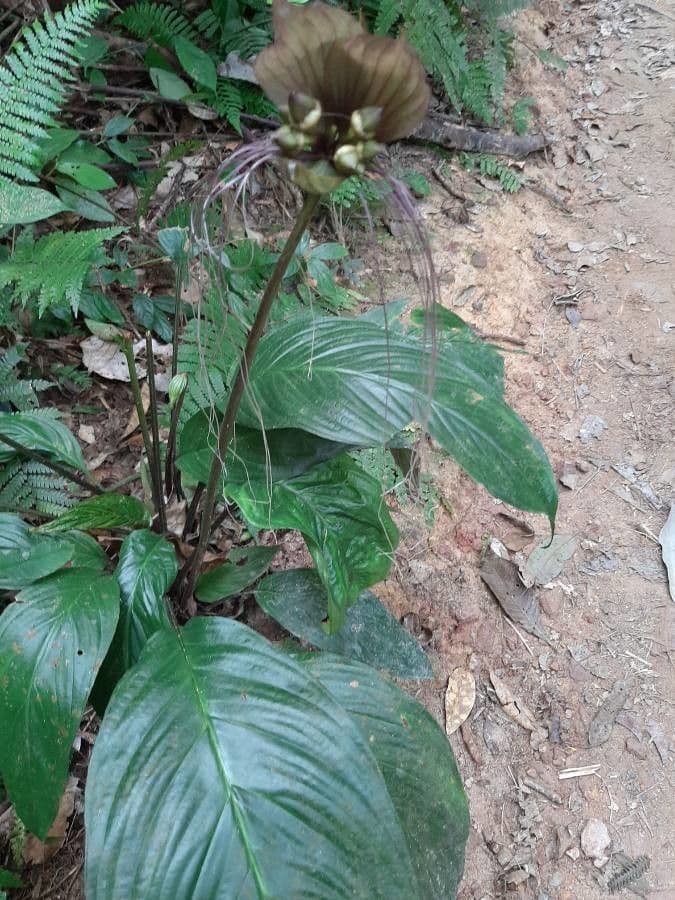 Tacca 9