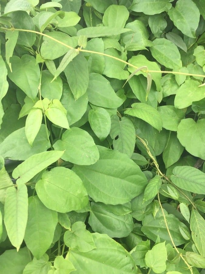 Thunbergia 10