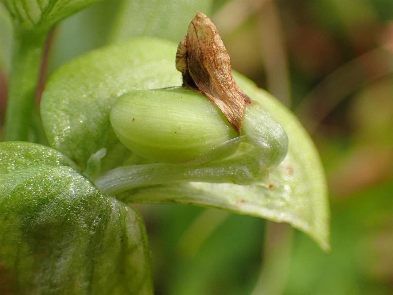 Commelina comune 5