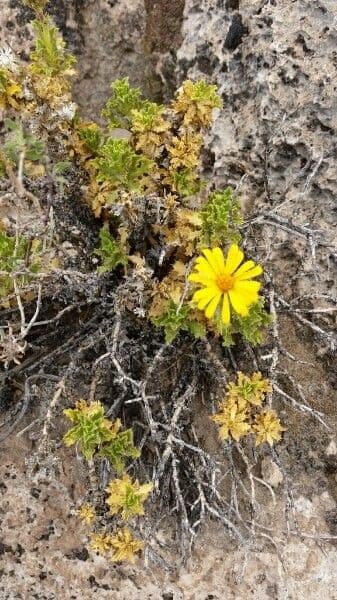Haplopappus 4