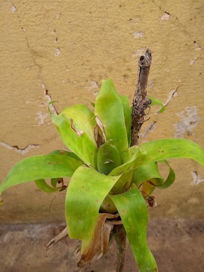 Catopsis