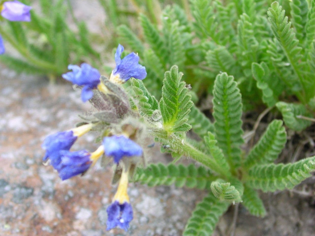 Polémone élégante 5