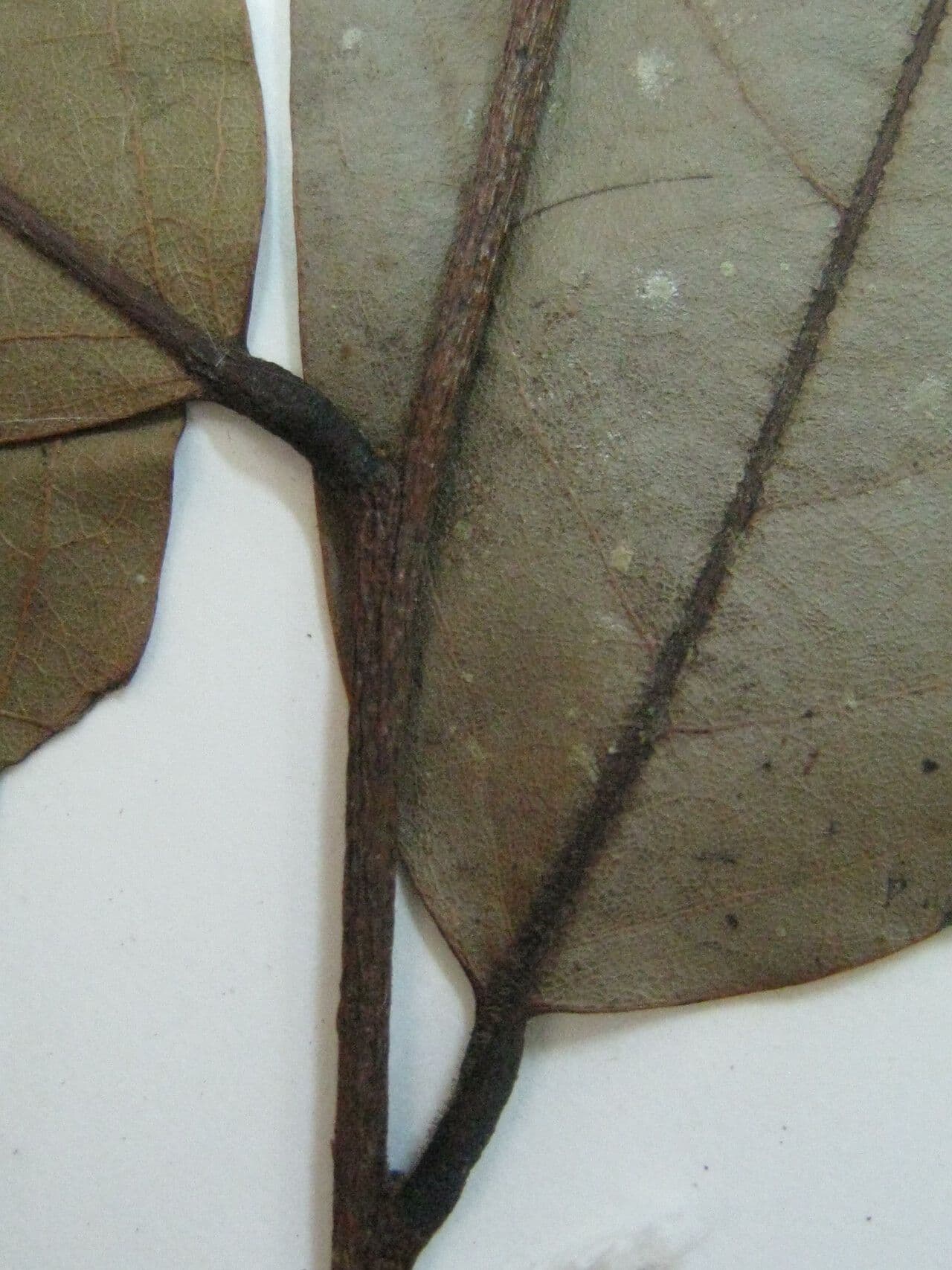 Ephedranthus 4