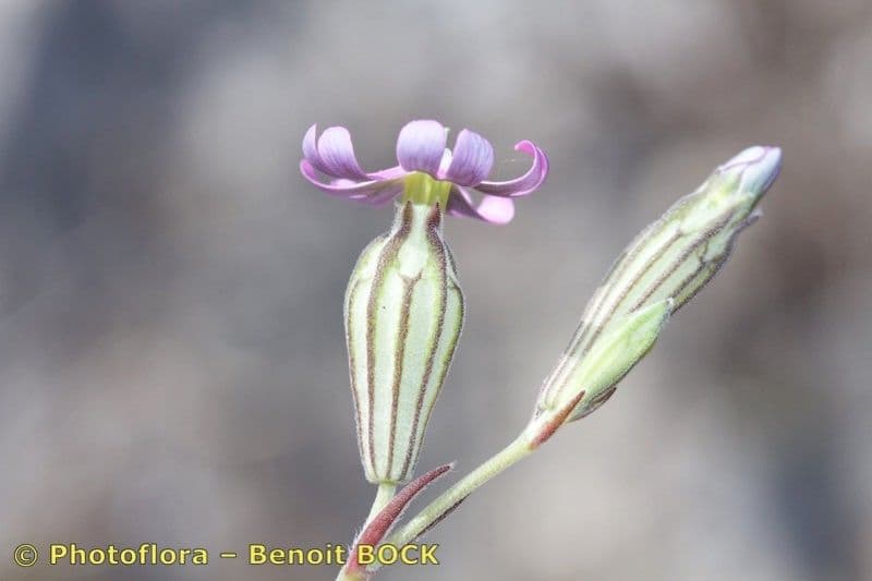 Silene secundiflora 22