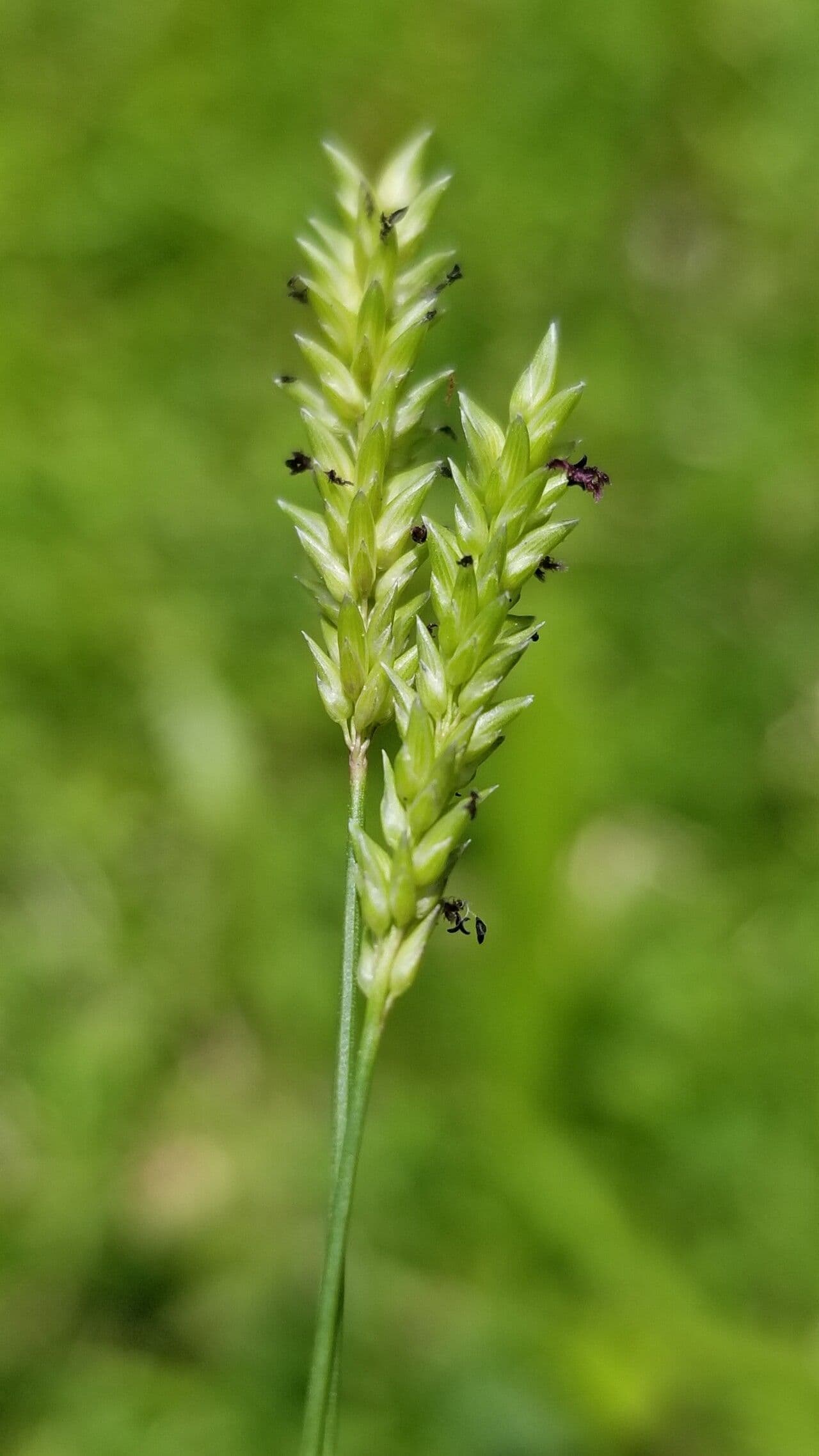Sacciolepis indická