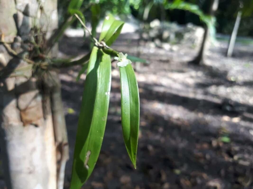 Scaphyglottis 2
