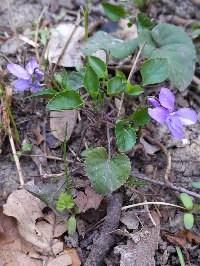 Wald-Veilchen 13