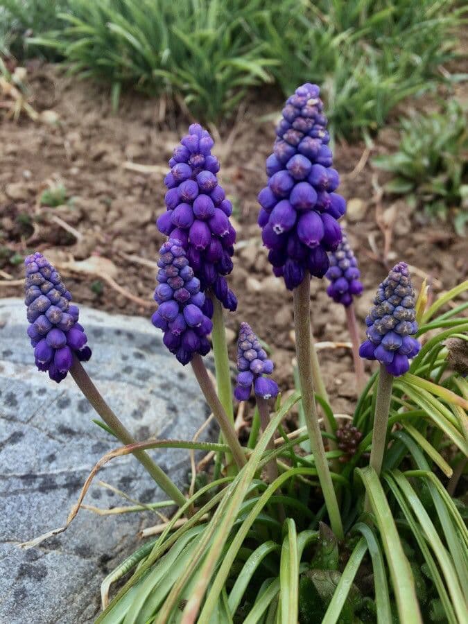 Muscari armeniaco 8