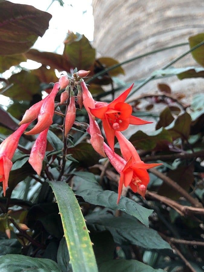 Fuchsien 10