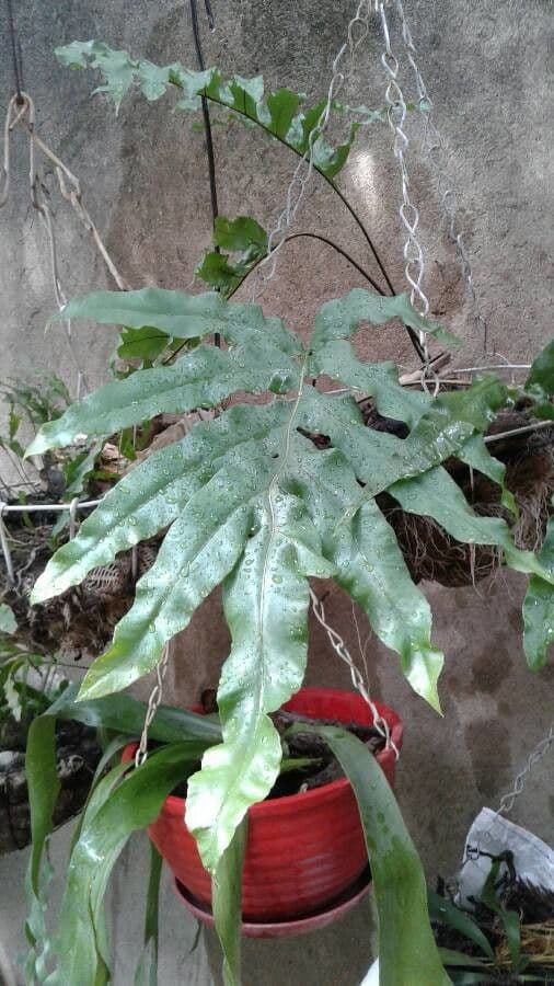 Phlebodium 6