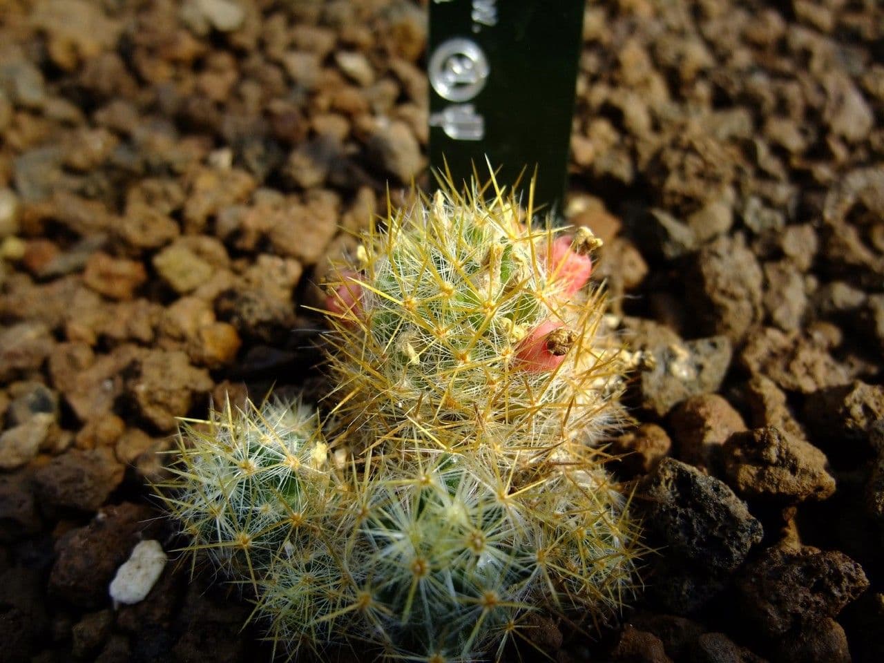 Cactus proliferante 11