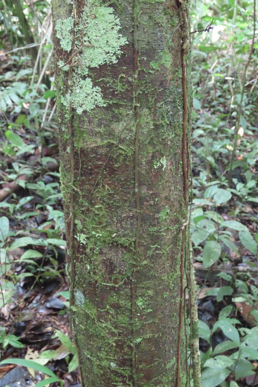 Talisia 14