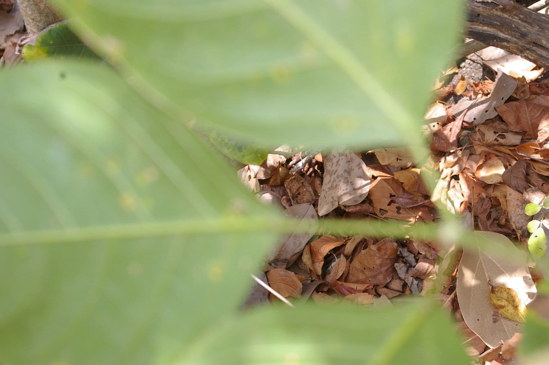 Adenocalymma inundatum 3