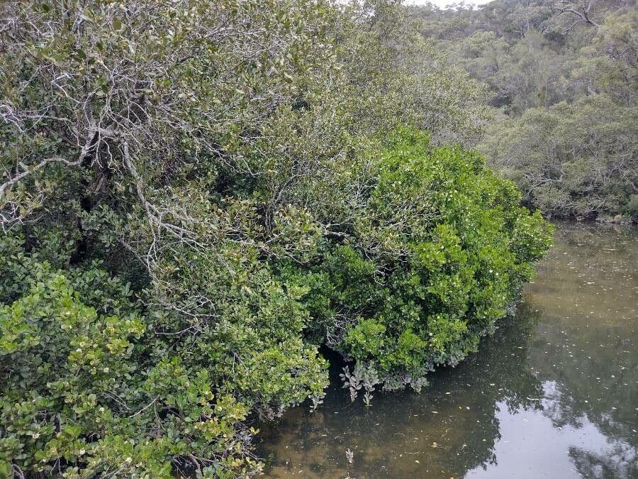 Aegiceras corniculatum 4