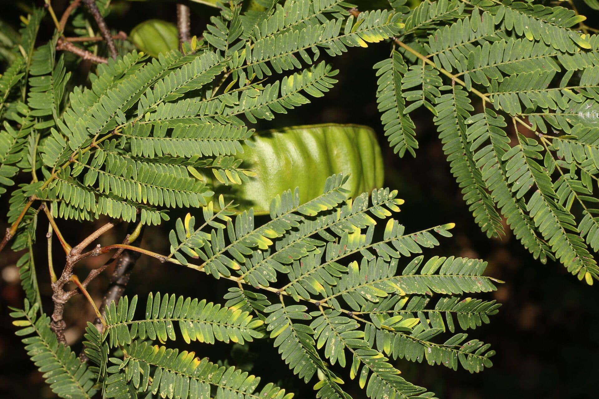 Lysiloma divaricatum 2