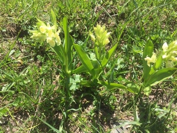 Orchidea sambucina 6