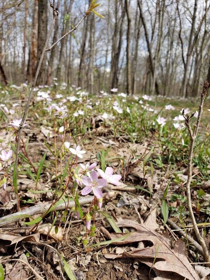 Claytonia