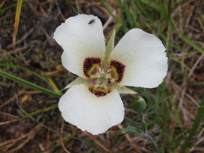 Calochortus