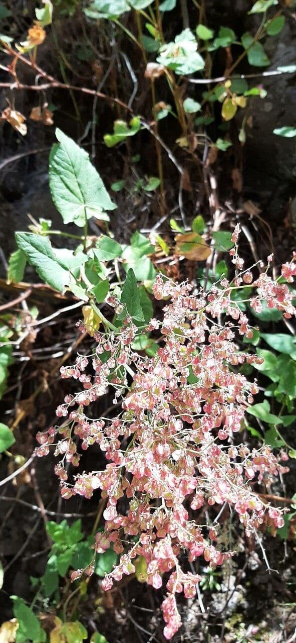 Rumex maderensis