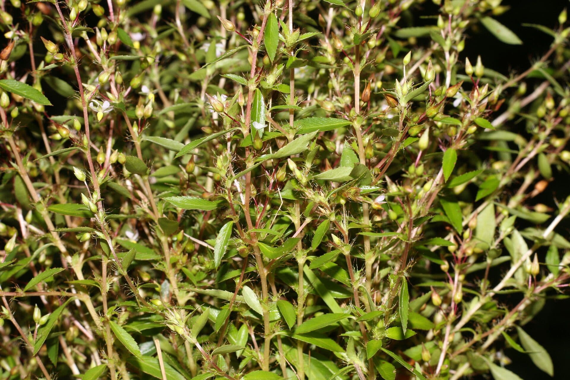 Sauvagesia 10