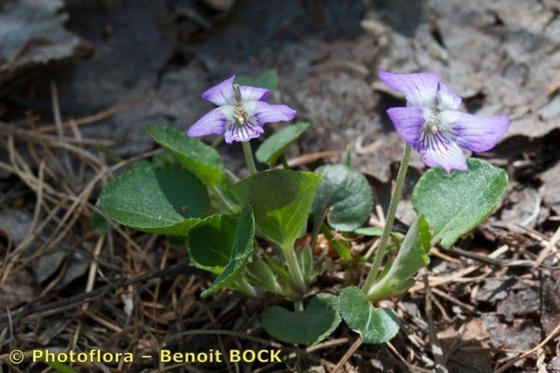 Viola dei colli 10