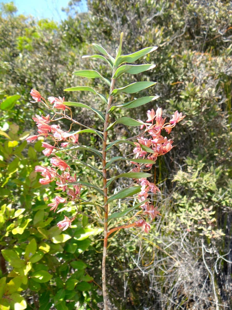 Dendrobium 9