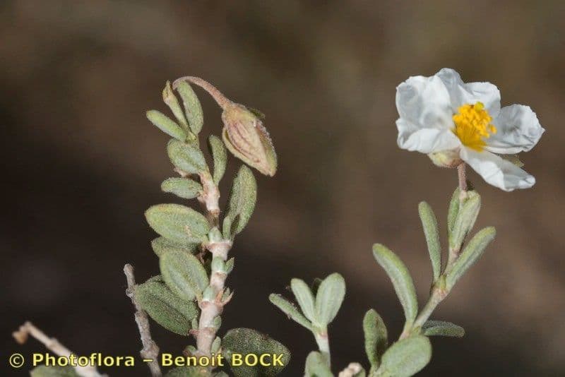 Helianthemum almeriense 17