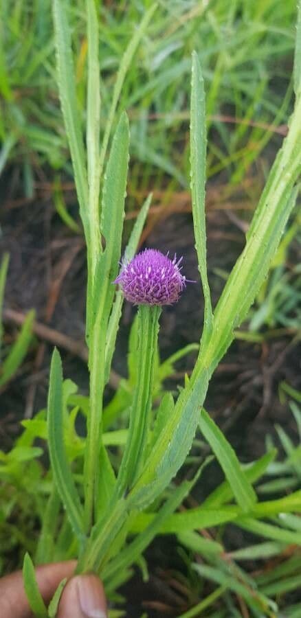 Sphaeranthus suaveolens 5