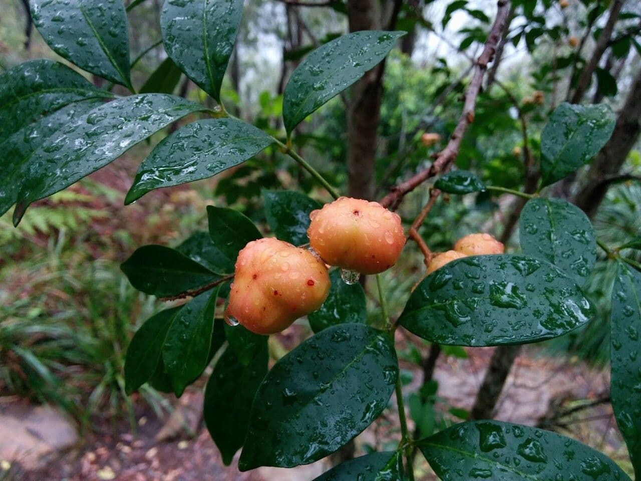 Synoum glandulosum 7