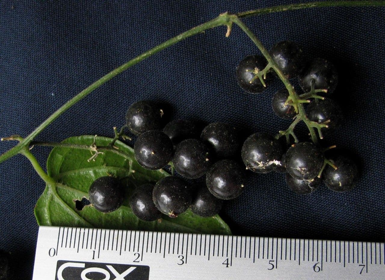 Sicydium