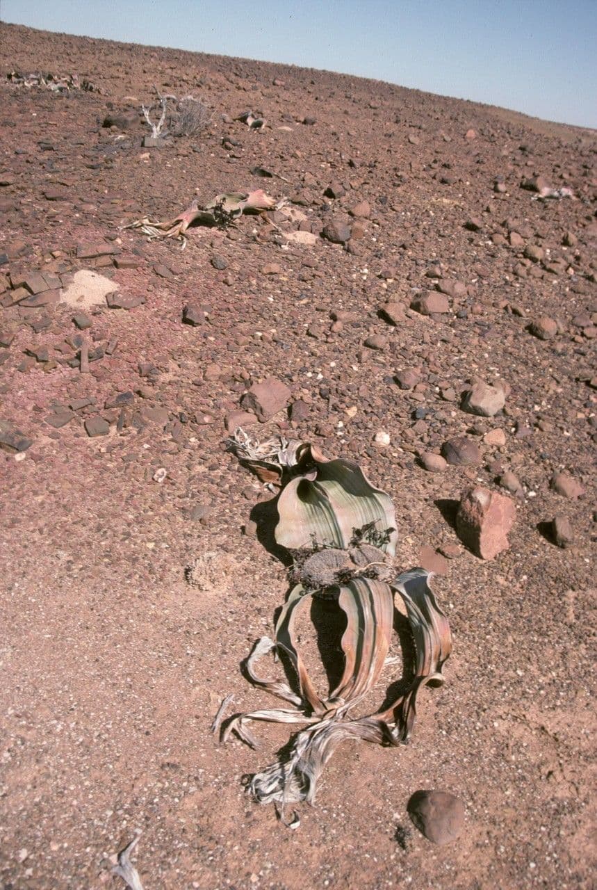 Welwitschia 10