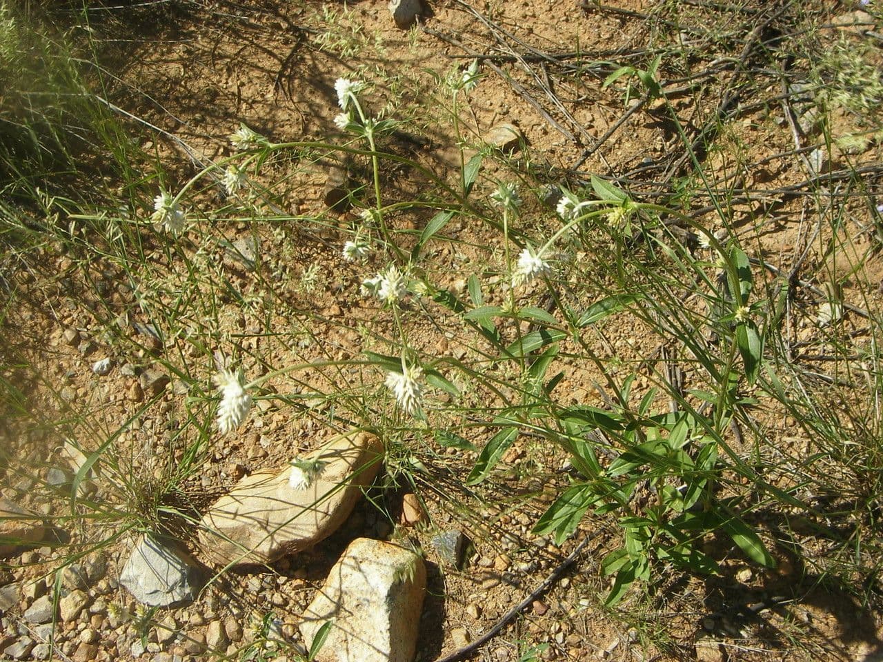 Gomphrena 4