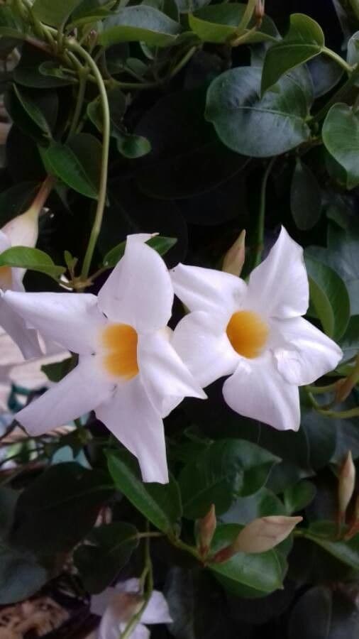 Mandevilla 8