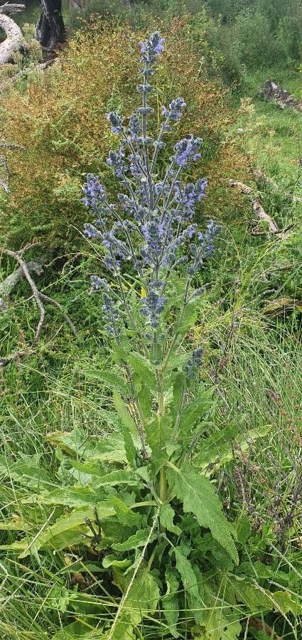 Salvia