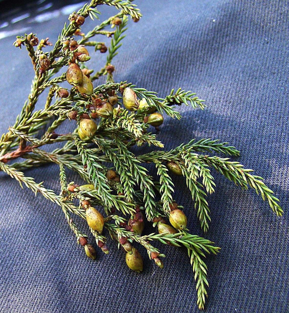 Dacrycarpus 4