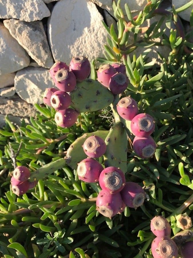 Erect prickly-pear 3