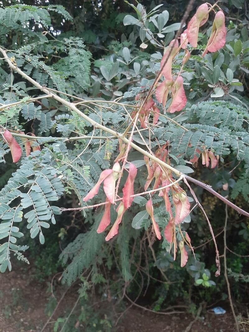 Pterolobium 6