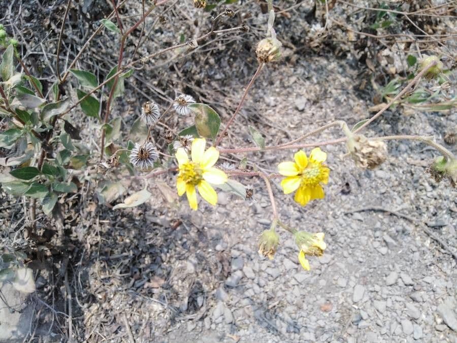 Encelia 6