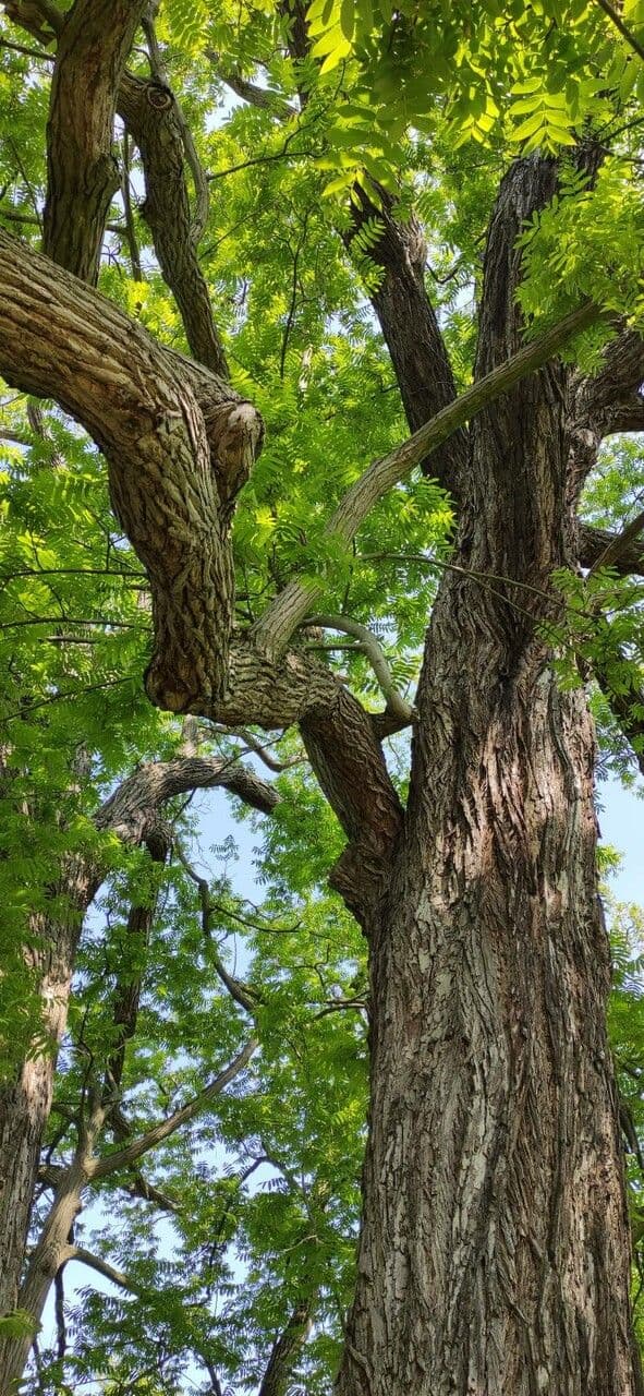 Pterocarya rhoifolia 13