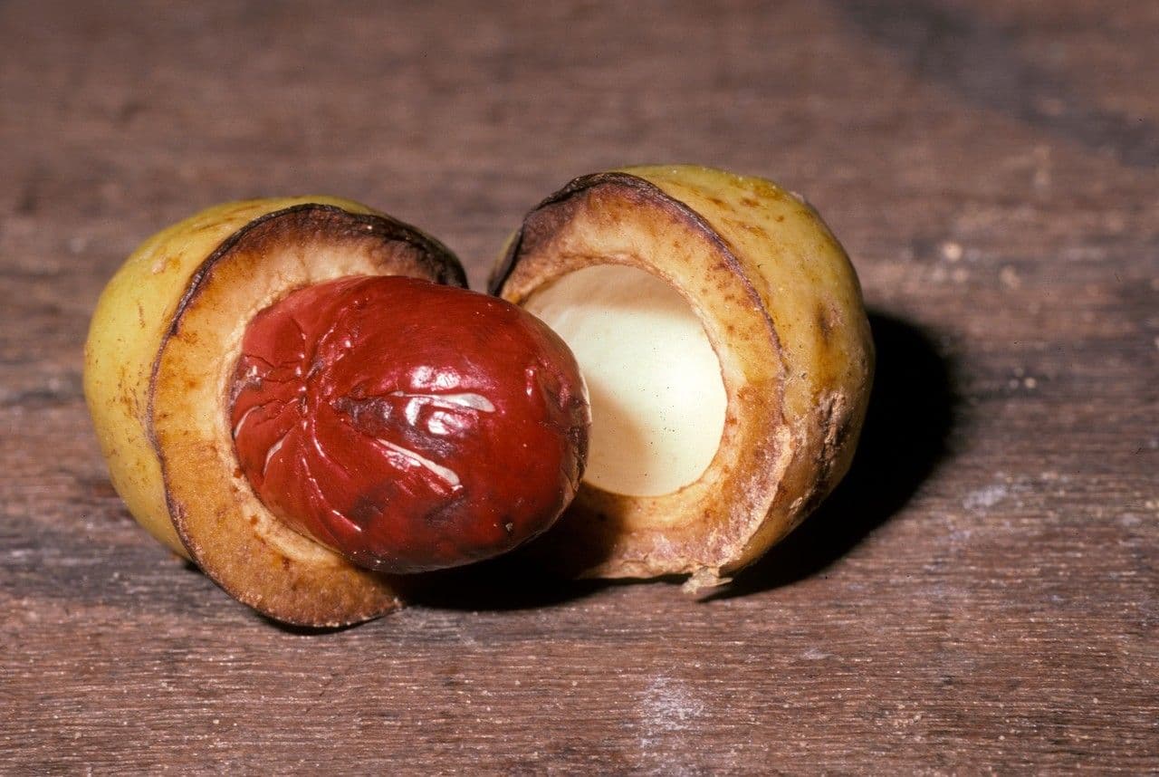 Iryanthera
