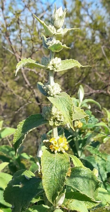Buddleja stachyoides 16