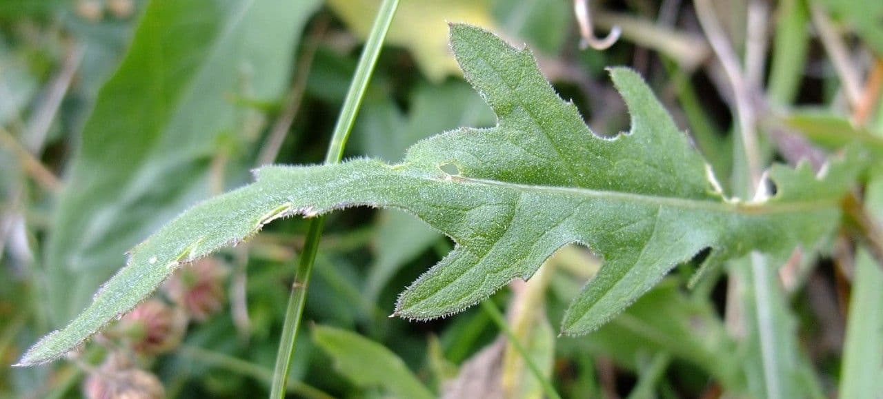 Centaurea nervée 22