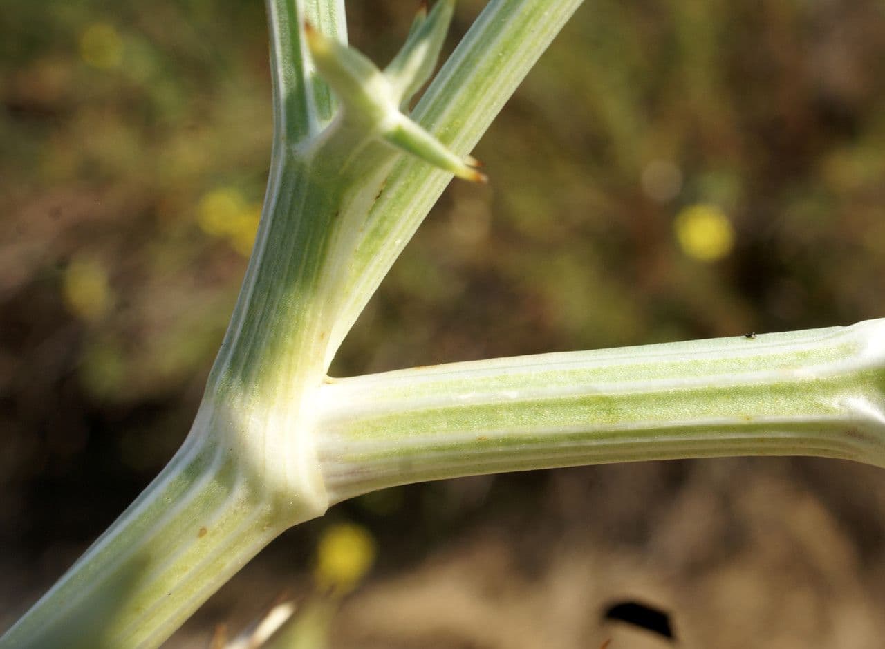 Echinophora spinosa 25
