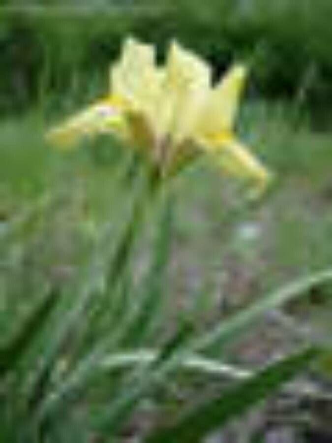 Iris nain 2