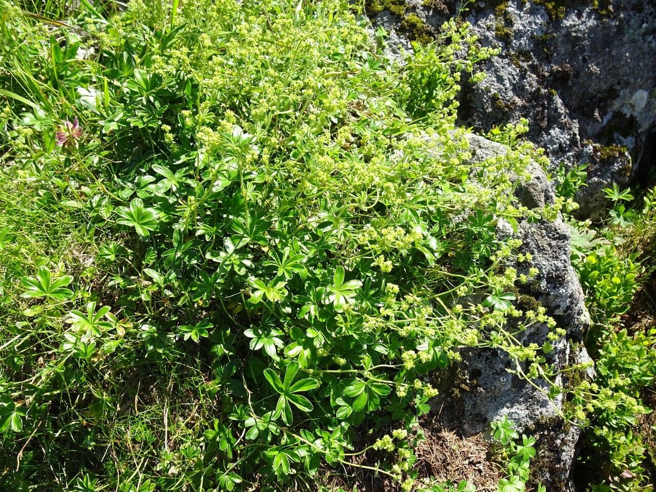 Erba stella 9