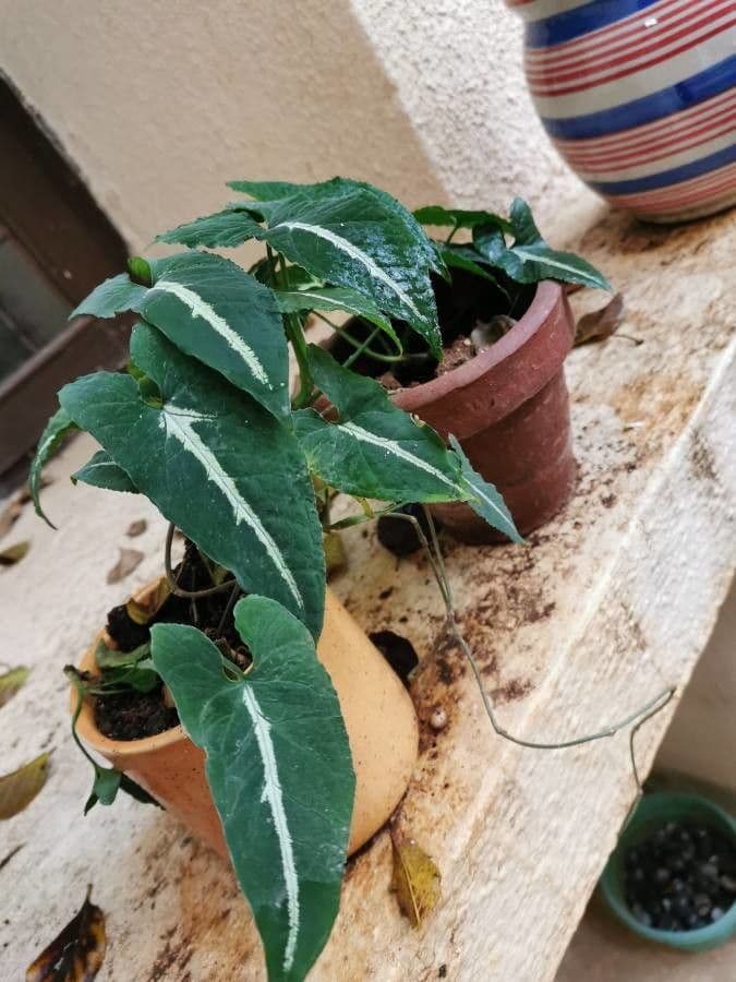 Wendlands Syngonium 2