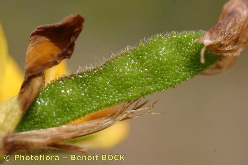 Adenocarpus 3