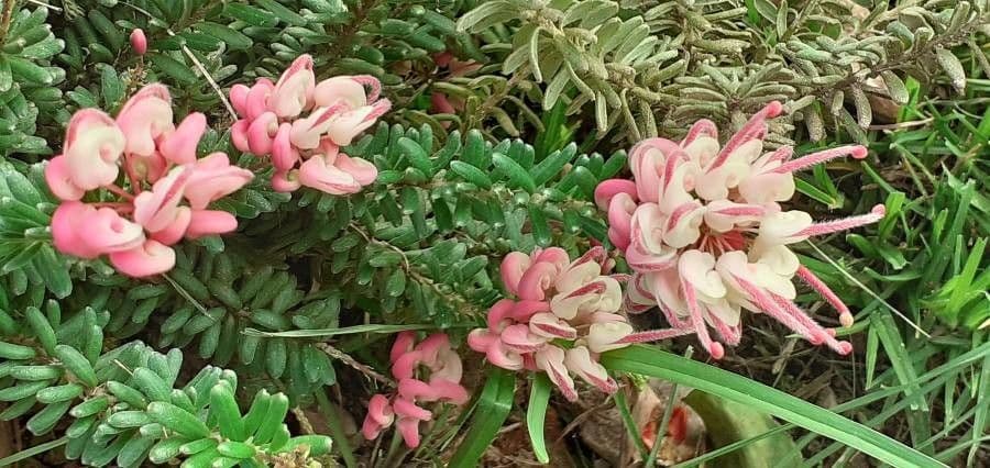 Grevillea lanosa 3